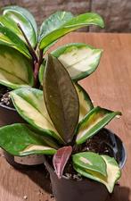 Hoya Carnosa Tricolor, Huis en Inrichting, Kamerplanten, Ophalen of Verzenden, Halfschaduw, Minder dan 100 cm