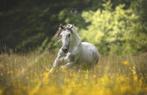 Knappe spaanse ruin te koop, Dieren en Toebehoren, Paarden, Met stamboom, B, Ruin, Dressuurpaard