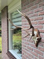 Edelhert Gewei Jacht Hut Mancave Overkapping D73, Verzamelen, Dierenverzamelingen, Ophalen, Gebruikt, Hert, Gewei of Kop