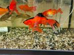 Te koop aquarium met 10 grote goudvissen, Dieren en Toebehoren, Ophalen, Gebruikt, Gevuld zoetwateraquarium