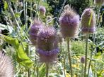 Grote kaardebol - puttertjes in de tuin. Nu planten., Tuin en Terras, Planten | Tuinplanten, Halfschaduw, Zomer, Tweejarig, Ophalen of Verzenden