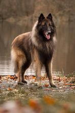 Tervuerense herder pups, Dieren en Toebehoren, België, Fokker | Hobbymatig, Rabiës (hondsdolheid), 8 tot 15 weken