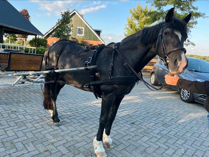 Weinig gebruikt mentuig  Cob, leer/kunstof combinatie, Dieren en Toebehoren, Paarden en Pony's | Hoofdstellen en Tuigage, Zo goed als nieuw