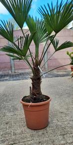 Trachycarpus wagnerianus palmboom winterhard., Zomer, Volle zon, Ophalen, Palmboom