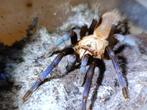 Avicularia - Brachypelma -Poecilotheria- Phormictopus, Dieren en Toebehoren, Insecten en Spinnen, Spin of Schorpioen