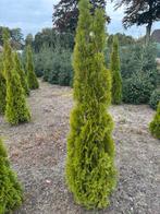 Coniferen partij, Tuin en Terras, Planten | Struiken en Hagen, Ophalen, Conifeer, 100 tot 250 cm