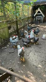 Hollandse Blauwe hanen gekruist prachtig, Dieren en Toebehoren, Pluimvee, Mannelijk, Kip