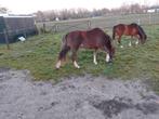 Te koop twee mooie ponys, Dieren en Toebehoren