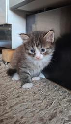 HALF MAINCOON/RAGDOLL KITTENS TE KOOP, Dieren en Toebehoren, Katten en Kittens | Raskatten | Langhaar, Meerdere dieren, Ingeënt