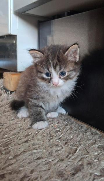 HALF MAINCOON/RAGDOLL KITTENS TE KOOP beschikbaar voor biedingen