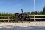 Lieve, knappe merrie van Dreamboy x Totilas, Dieren en Toebehoren, Paarden, Merrie, Dressuurpaard, L, 7 tot 10 jaar