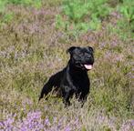 BE CH. Dekreu Staffordshire Bull Terrier, Engelse Stafford, Dieren en Toebehoren, Particulier, Rabiës (hondsdolheid), 1 tot 2 jaar