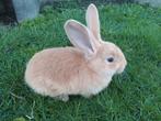 Jonge vlaamse reuzen, Dieren en Toebehoren, Konijnen, Meerdere dieren, Groot, 0 tot 2 jaar