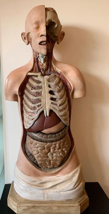 Anatomie model torso met organen SOMSO 1950