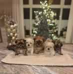 Boomer pups, Dieren en Toebehoren, Honden | Chihuahua's en Gezelschapshonden, Rabiës (hondsdolheid), Overige rassen, 8 tot 15 weken