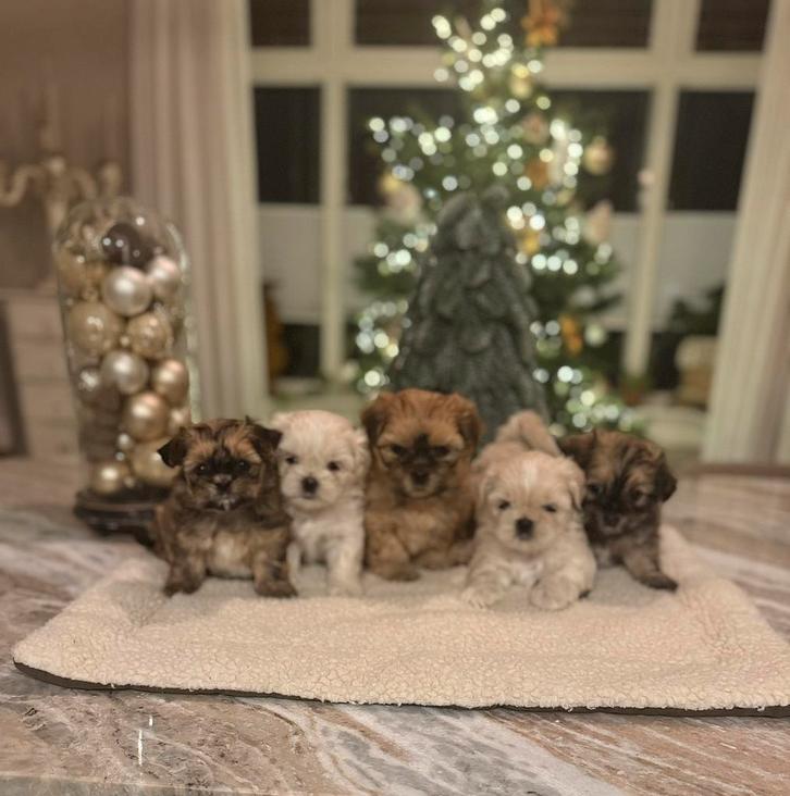 Boomer pups, Dieren en Toebehoren, Honden | Chihuahua's en Gezelschapshonden, Meerdere dieren, Overige rassen, Particulier, Meerdere