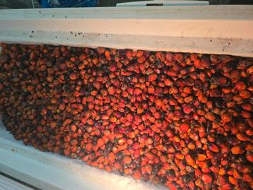 Verse palmnoten te koop  beschikbaar voor biedingen