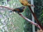 Koppel Japanse nachtegalen, Meerdere dieren, Tropenvogel, Geringd