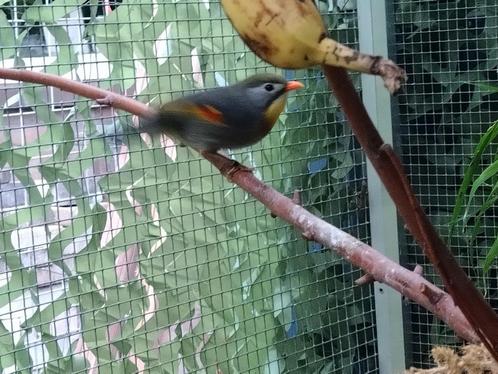 Koppel Japanse nachtegalen, Dieren en Toebehoren, Vogels | Overige Vogels, Tropenvogel, Meerdere dieren, Geringd