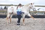 Superbrave Uniek gekleurde Appaloosa familiepony, Dieren en Toebehoren, Pony's, L, 11 jaar of ouder, Recreatiepony, D pony (1.37m tot 1.48m)