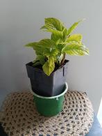Hortensia +++Ruil mij!!+++, Ophalen, Zomer, Overige soorten, Halfschaduw