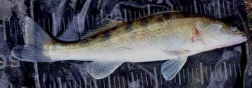 Set L 6 van 5 stuks dropshot Forel-Baars-Snoekstreamertjes beschikbaar voor biedingen