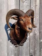 Opgezette mouflon kop, moeflon taxidermy, Ophalen of Verzenden, Zo goed als nieuw, Hert, Gewei of Kop