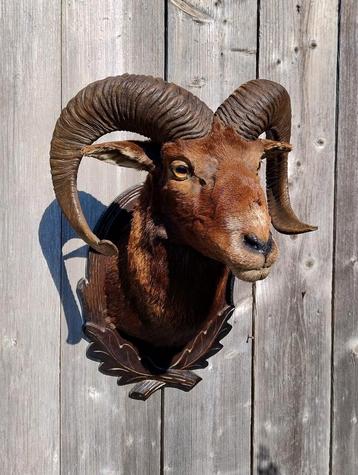 Opgezette mouflon kop, moeflon taxidermy beschikbaar voor biedingen