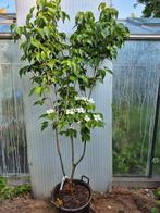 Meerstammige grootbloemige Cornus, Tuin en Terras, Planten | Bomen, Halfschaduw, Overige soorten, Lente, 100 tot 250 cm