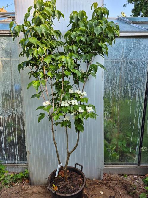 Meerstammige grootbloemige Cornus, Tuin en Terras, Planten | Bomen, Overige soorten, 100 tot 250 cm, Halfschaduw, Lente, In pot