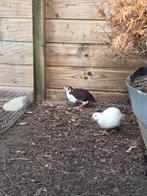 Japanse kwartels te koop, Dieren en Toebehoren, Pluimvee, Meerdere dieren, Overige soorten