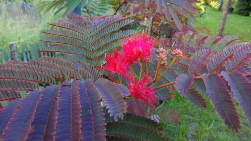 Albizia Evi's Pride / halfstam / slaapboom / nieuw ‼️‼️, Tuin en Terras, Planten | Bomen, Bolboom, 400 cm of meer, Volle zon, Zomer