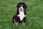 Berner Sennen pups te koop, Rabiës (hondsdolheid), 15 weken tot 1 jaar, Reu, Sennenhond