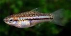 Dwergzwaarddrager - Xiphophorus Pygmaeus, Dieren en Toebehoren, Vissen | Aquariumvissen, Zoetwatervis, Vis