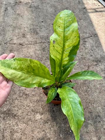 Anthurium hookerii variegata #4 beschikbaar voor biedingen