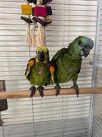 Jonge tamme amazone’s, Dieren en Toebehoren, Vogels | Parkieten en Papegaaien, Geslacht onbekend, Papegaai, Geringd