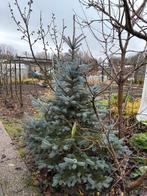 Kerstboom - Kerst, Tuin en Terras, Ophalen, Bloeit niet, Volle zon, Overige soorten