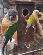 Groepje van 3 pyrrhura's, Meerdere dieren, Parkiet