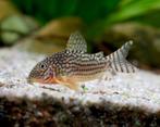 Groepje sterbai corydoras beschikbaar, Dieren en Toebehoren, Vissen | Aquariumvissen, Vis, Zoetwatervis, Schoolvis