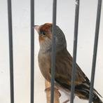 Div vogels zie foto’s, Dieren en Toebehoren, Vogels | Overige Vogels, Mannelijk, Wildzangvogel