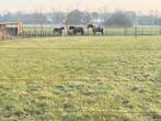 Huurder gezocht - verhuur t.b.v. paarden - weide, stallen., Weidegang, 4 paarden of pony's of meer