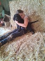 Labradoodle pups F 1, Dieren en Toebehoren, Overige rassen, 8 tot 15 weken, Meerdere, Meerdere dieren