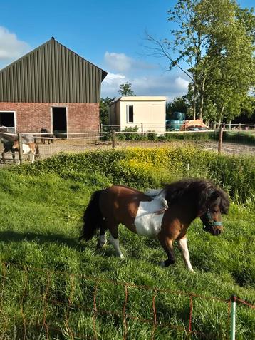 Ter dekking: Prachtige 3-kleur shetlander dekhengst! beschikbaar voor biedingen