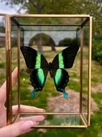 Papilio Blumei in glazen kistje, Verzamelen, Ophalen of Verzenden, Nieuw, Insect, Opgezet dier