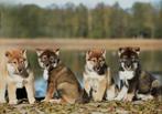 Shikoku puppies, Dieren en Toebehoren, Honden | Poolhonden, Keeshonden en Oertypen, Fokker | Hobbymatig, Rabiës (hondsdolheid)