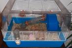 Hamsterkooi, Minder dan 60 cm, Gebruikt, Minder dan 75 cm, Ophalen of Verzenden