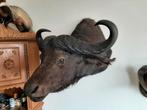 Grote Kafferbuffel, Ophalen, Gebruikt, Wild dier, Opgezet dier