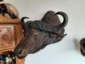 Grote Kafferbuffel  beschikbaar voor biedingen