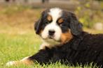 Berner sennen pups, Rabiës (hondsdolheid), Reu, Meerdere, Nederland