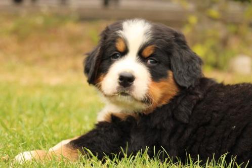 Berner sennen pups, Dieren en Toebehoren, Honden | Bulldogs, Pinschers en Molossers, Reu, Sennenhond, Particulier, Meerdere, Nederland